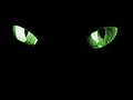 Cat-eyes.jpg