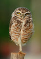 Burrowing owl.jpg
