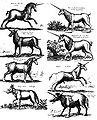 8 Unicorn Types.jpg